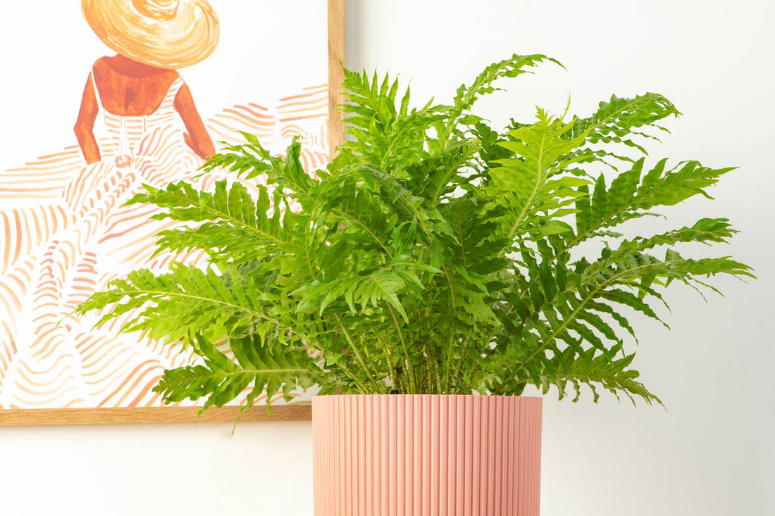 Prickle Plants Silver Lady Fern Indoor Plant