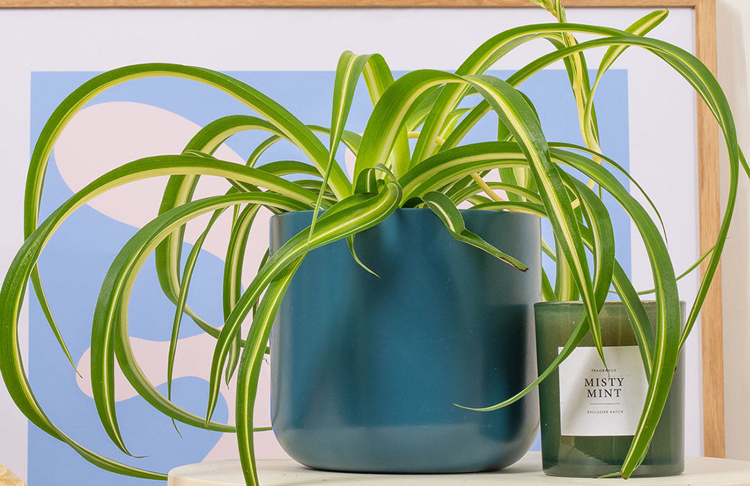 Spider Plant Care