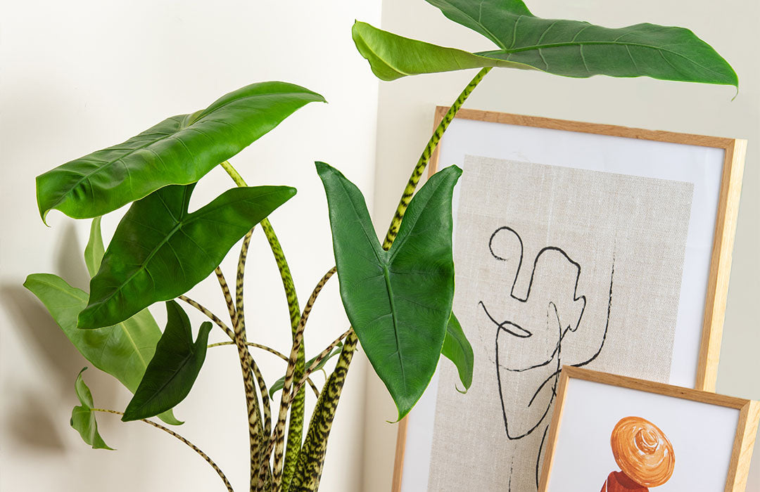 What are good desk plants? 7 best plants for your office desk