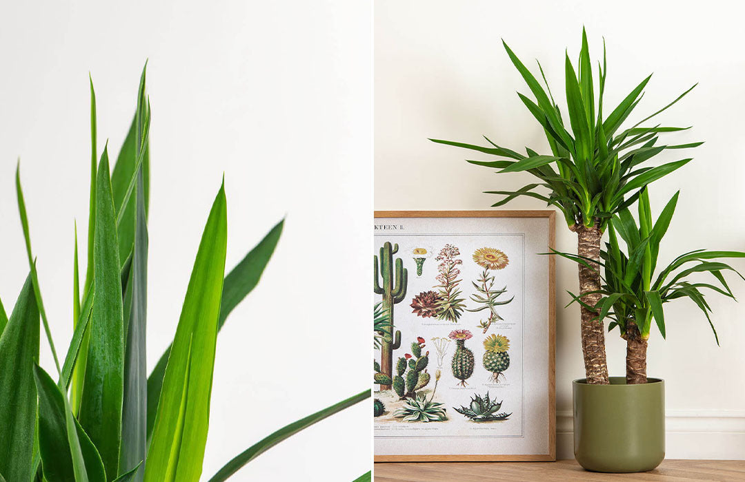 Yucca Plant Care Guide