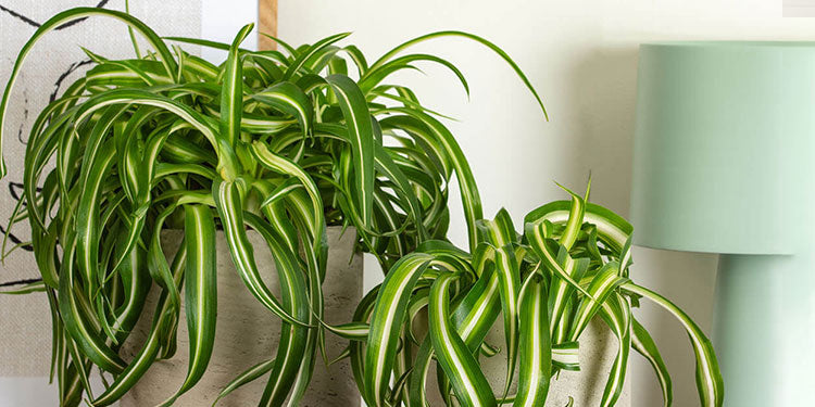 Plants for Bedrooms