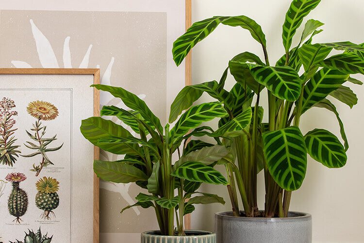 Calatheas