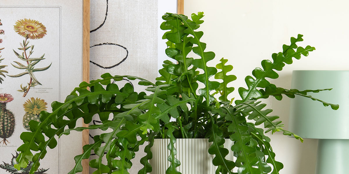 House Plants