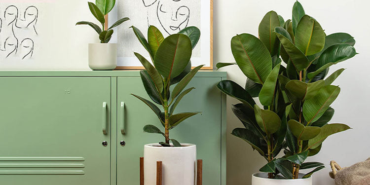 Large Plants