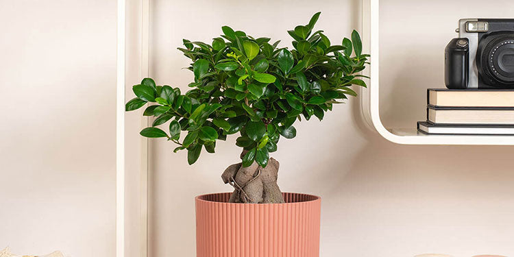 Medium Plants