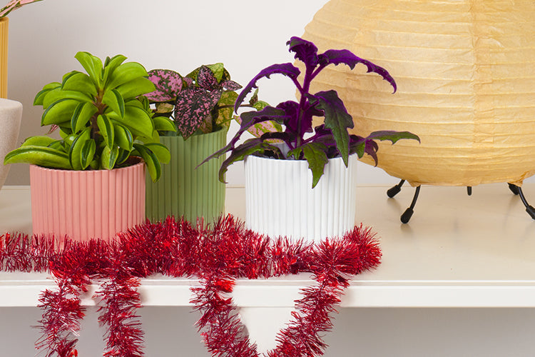 Stocking Stuffers