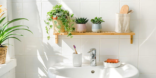 Bathroom House Plants | Indoor Plants | Prickle Plants UK
