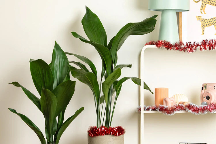 Gifts for Plant Killers