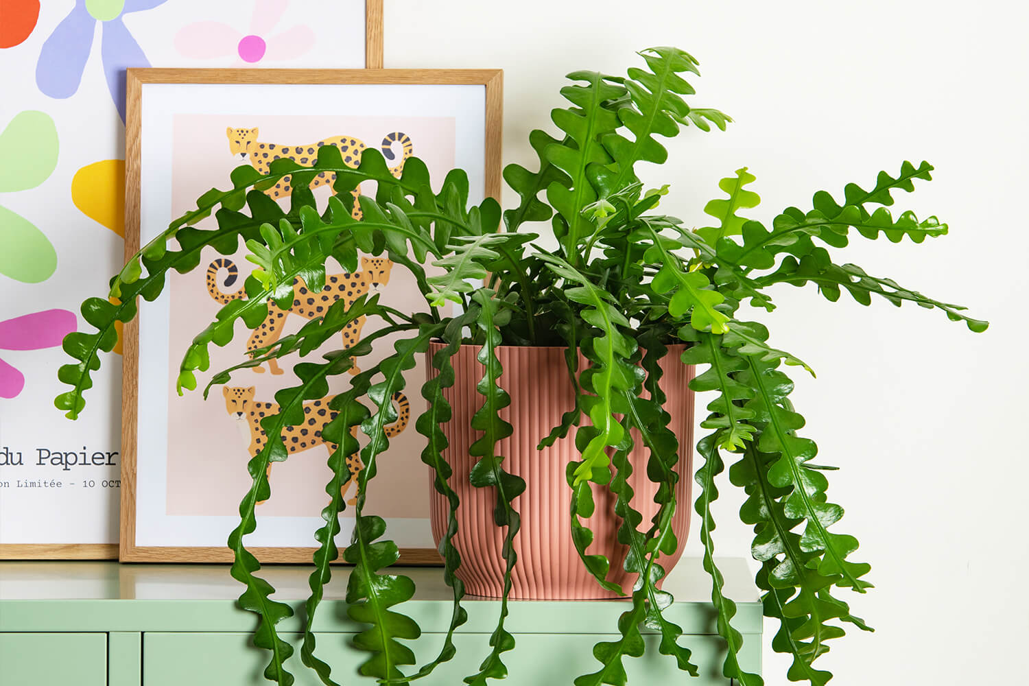 All Plants