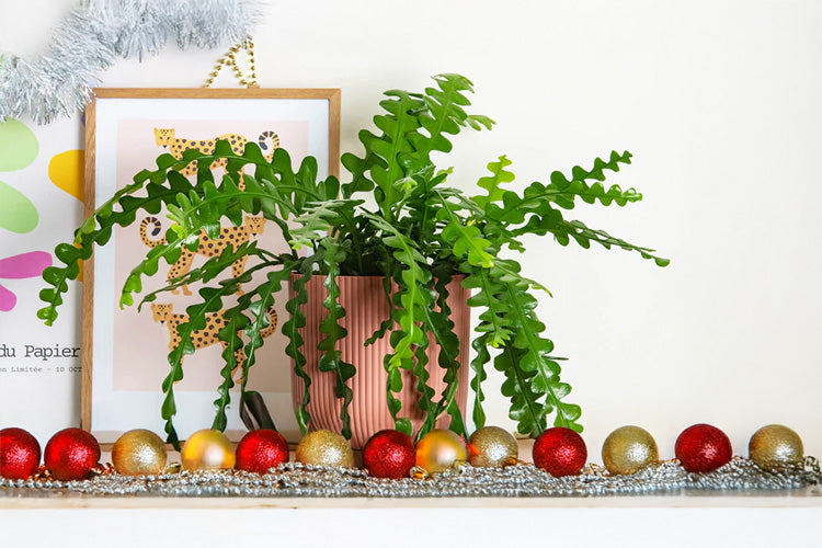 Gifts for Plant Experts