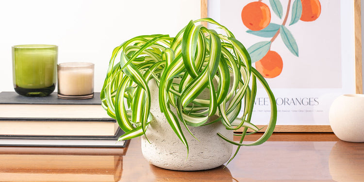Plants for Offices