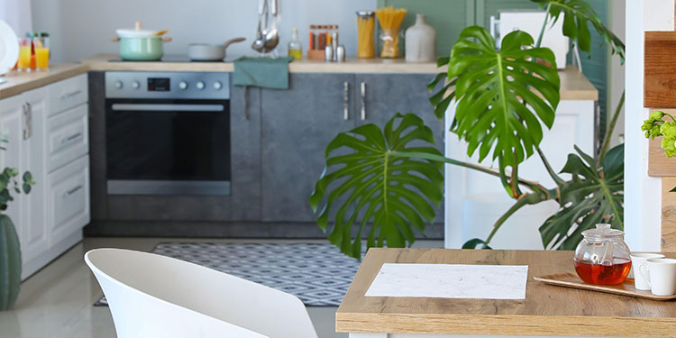 Plants for Kitchens
