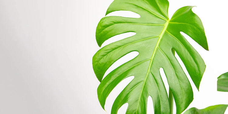 Large & Leafy Plants