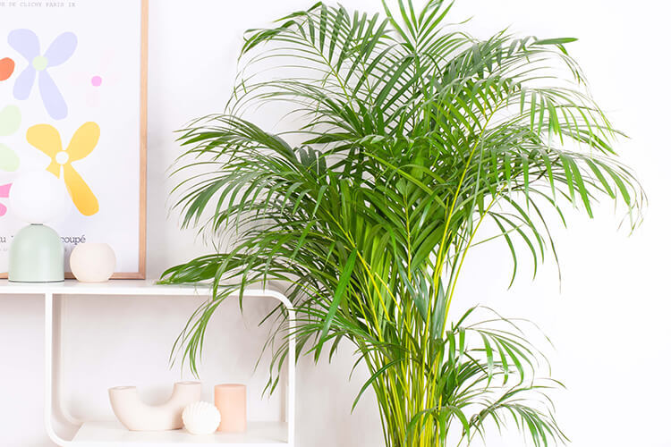 Palms