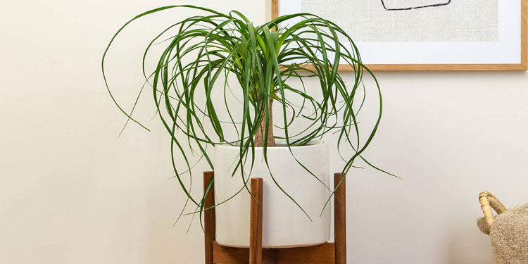 Low Maintenance Plants