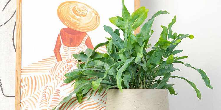 Plants for Living Rooms