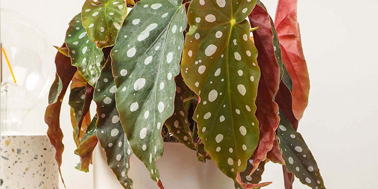 Rare & Unusual Plants