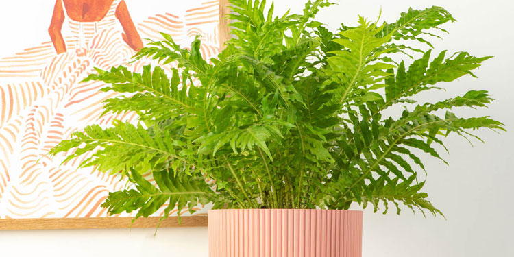 Shade Lovers Plants