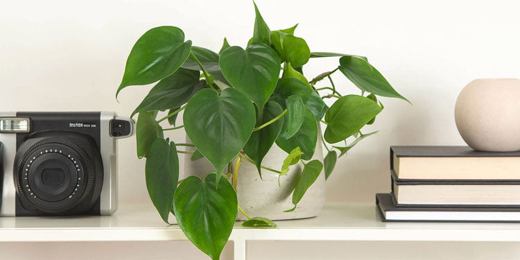 Trailing House Plants | Indoor Plants | Prickle Plants UK