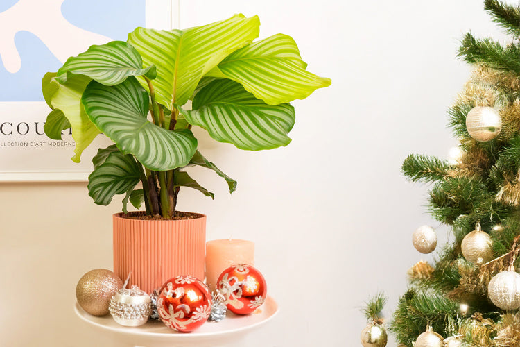 Gifts for First Timers