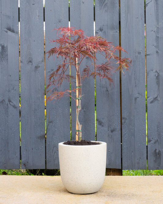 Purple Maple Patio Tree