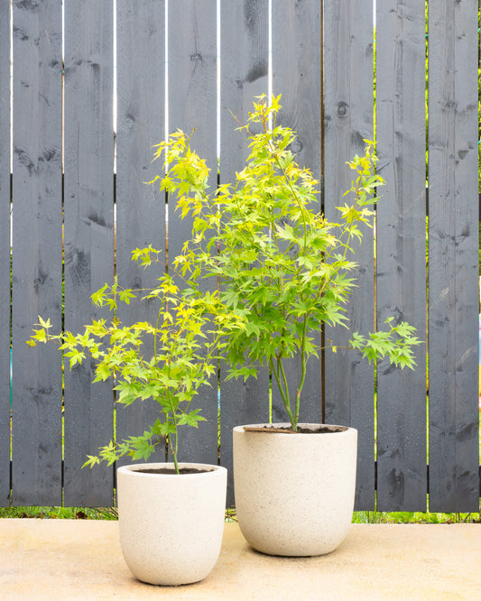 Orange Japanese Maple