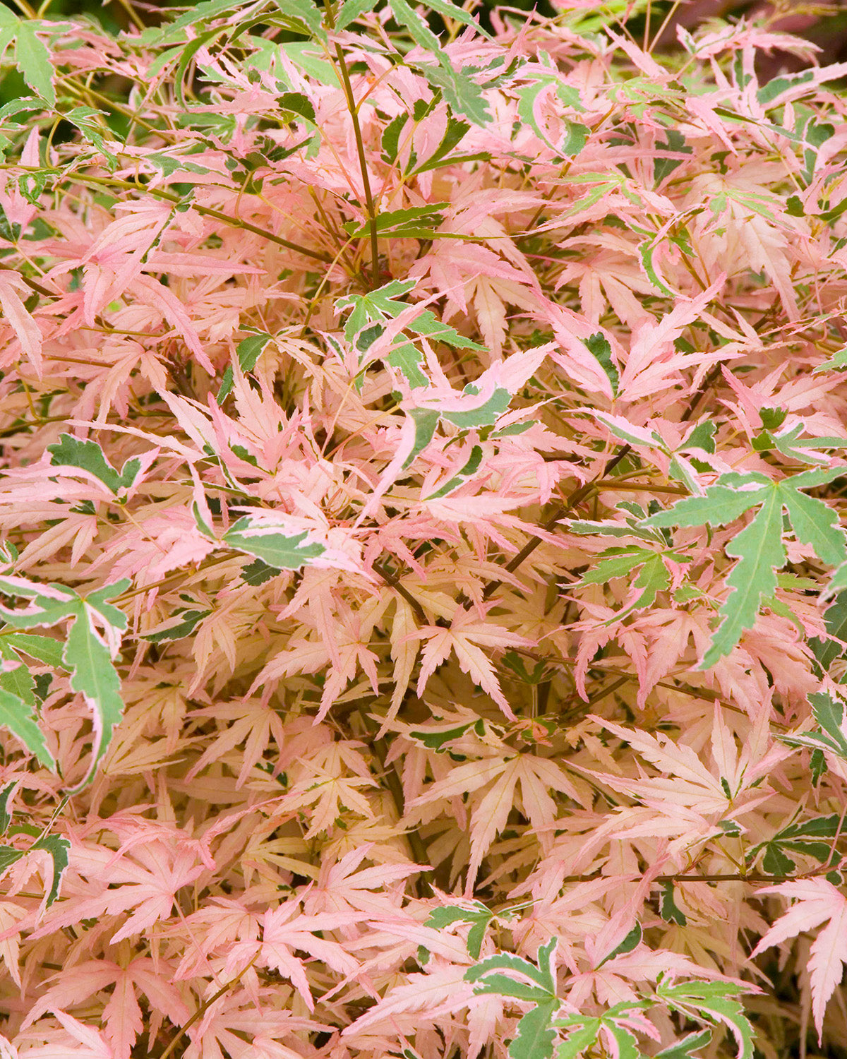 Pink Japanese Maple