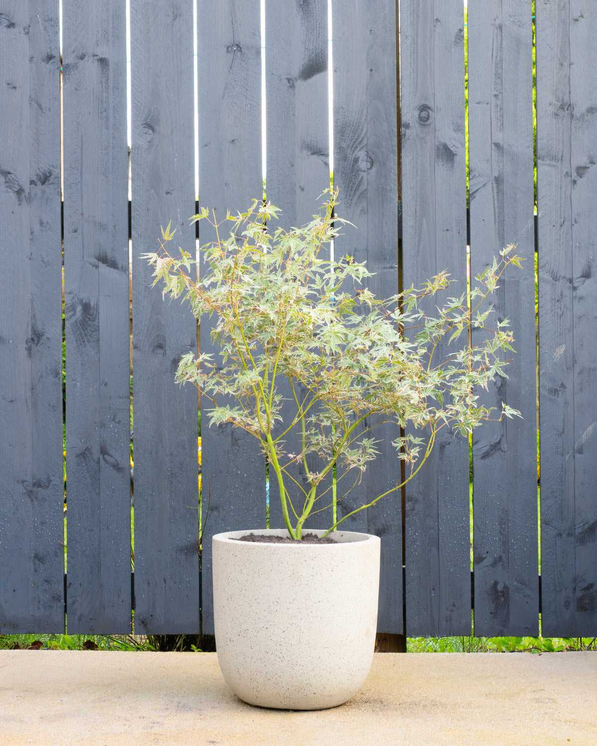 Pink Japanese Maple