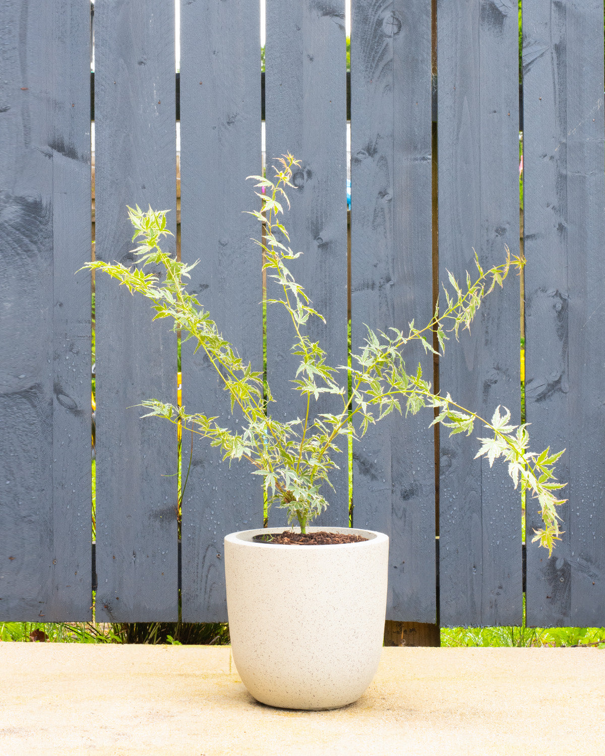 Pink Japanese Maple