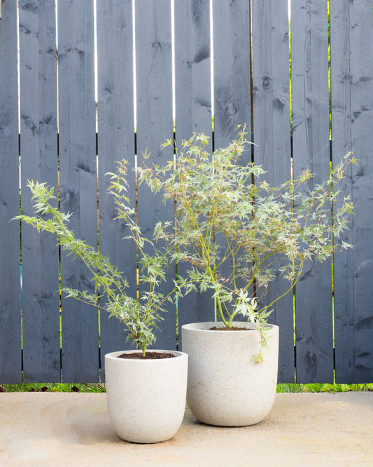 Pink Japanese Maple