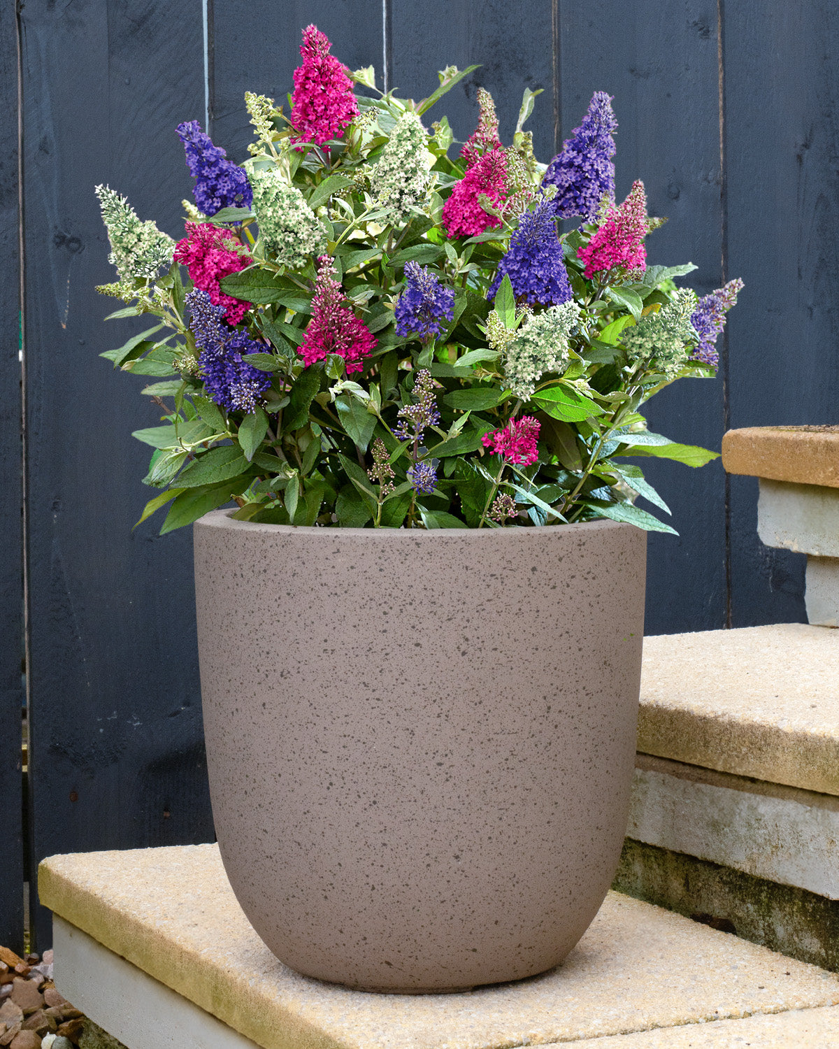 Tricolour Buddleia Bush