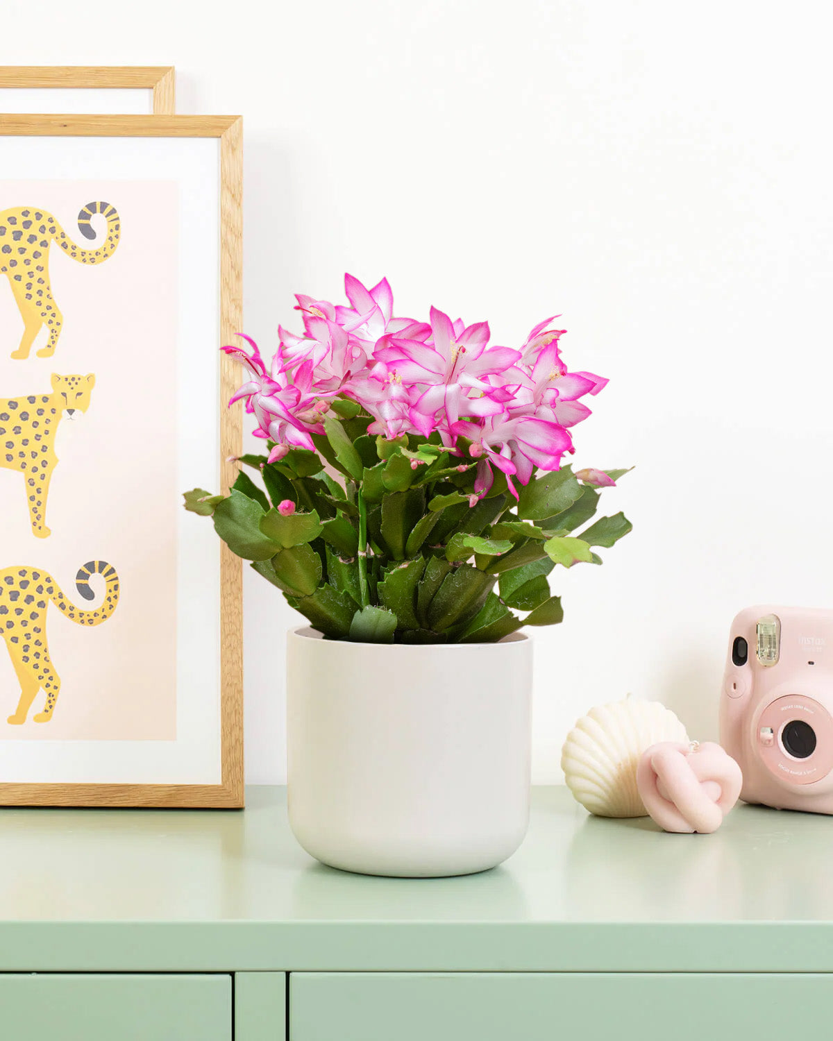 Pink Christmas Cactus