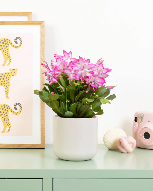 Pink Christmas Cactus