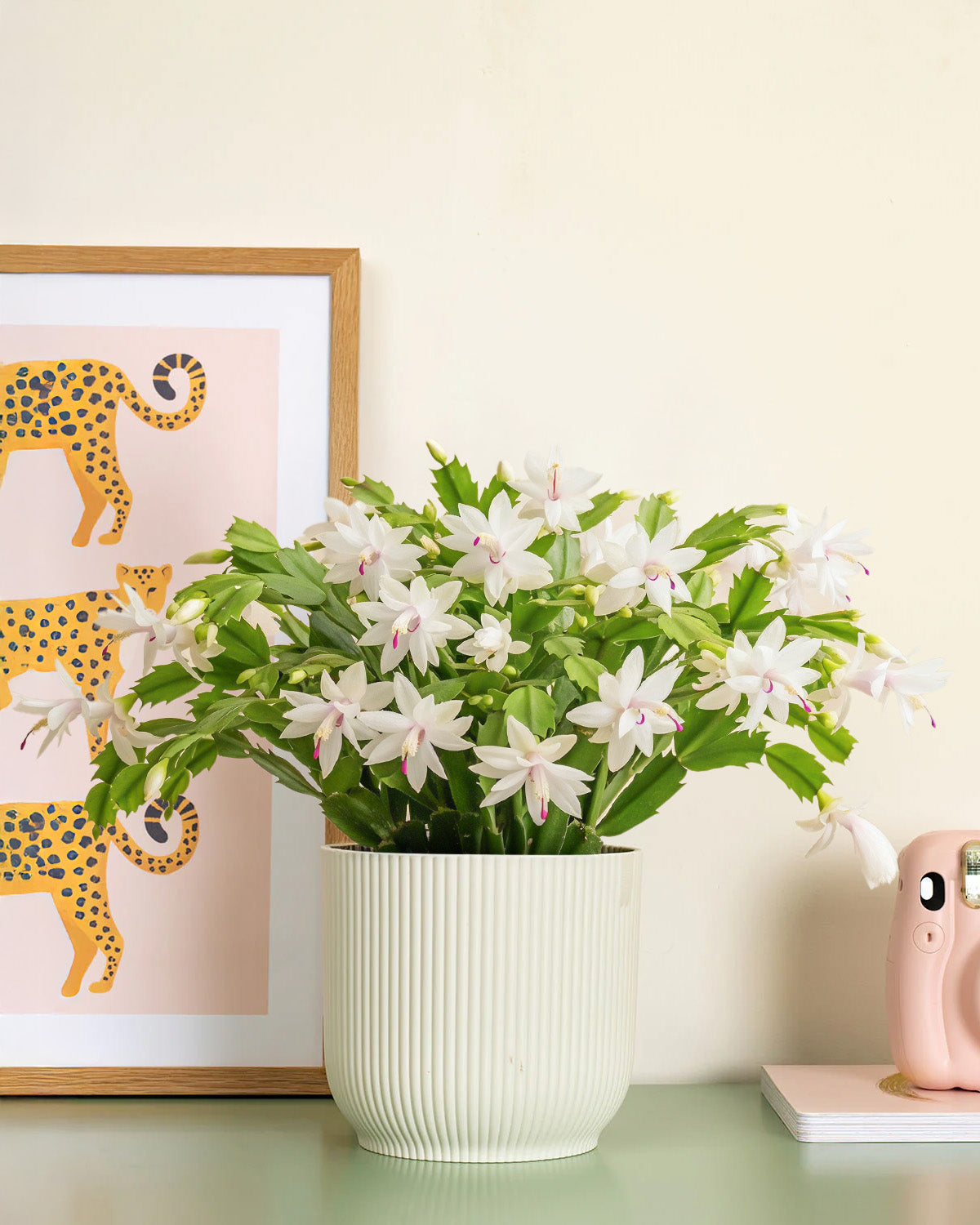 White Christmas Cactus
