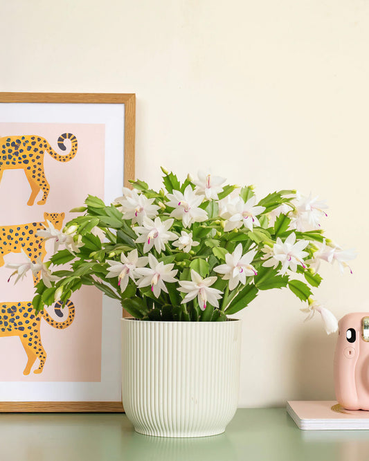 White Christmas Cactus
