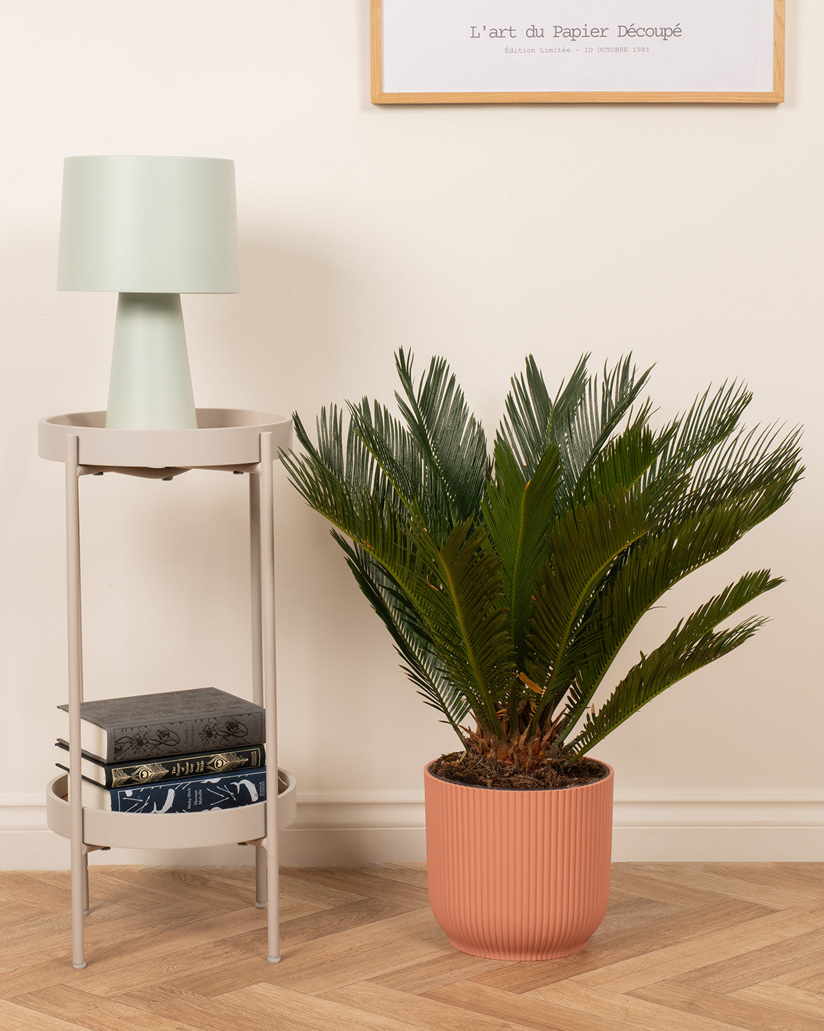 Cycad