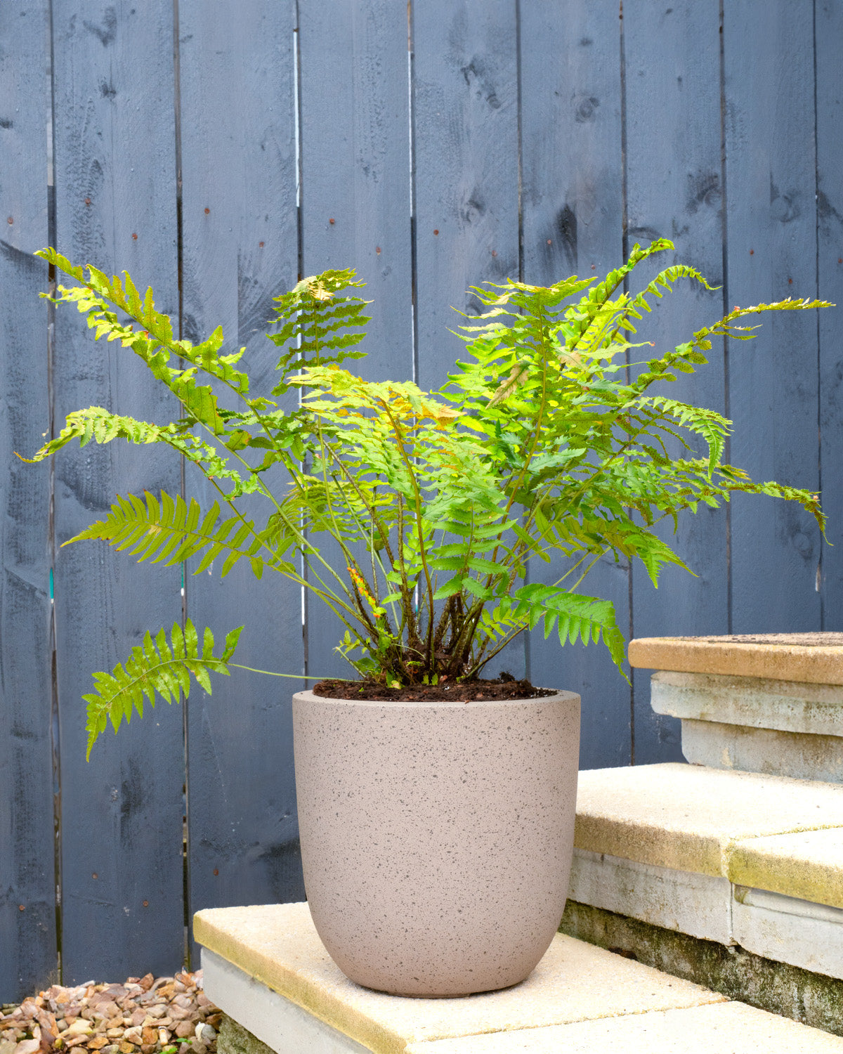 Shaggy Wood Fern