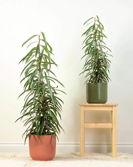 Long Leaf Fig