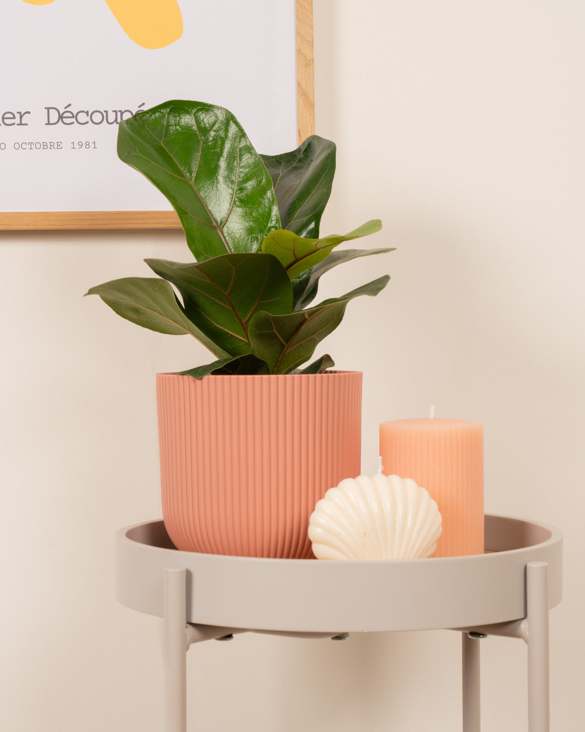 Fiddle leaf Fig