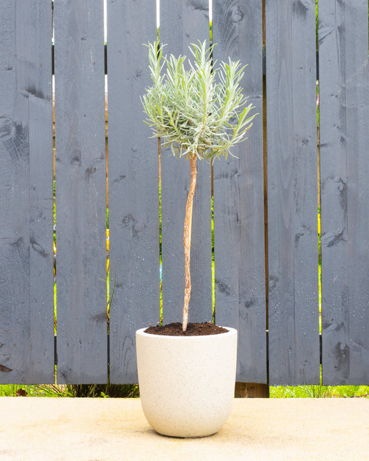 Lavender Patio Tree