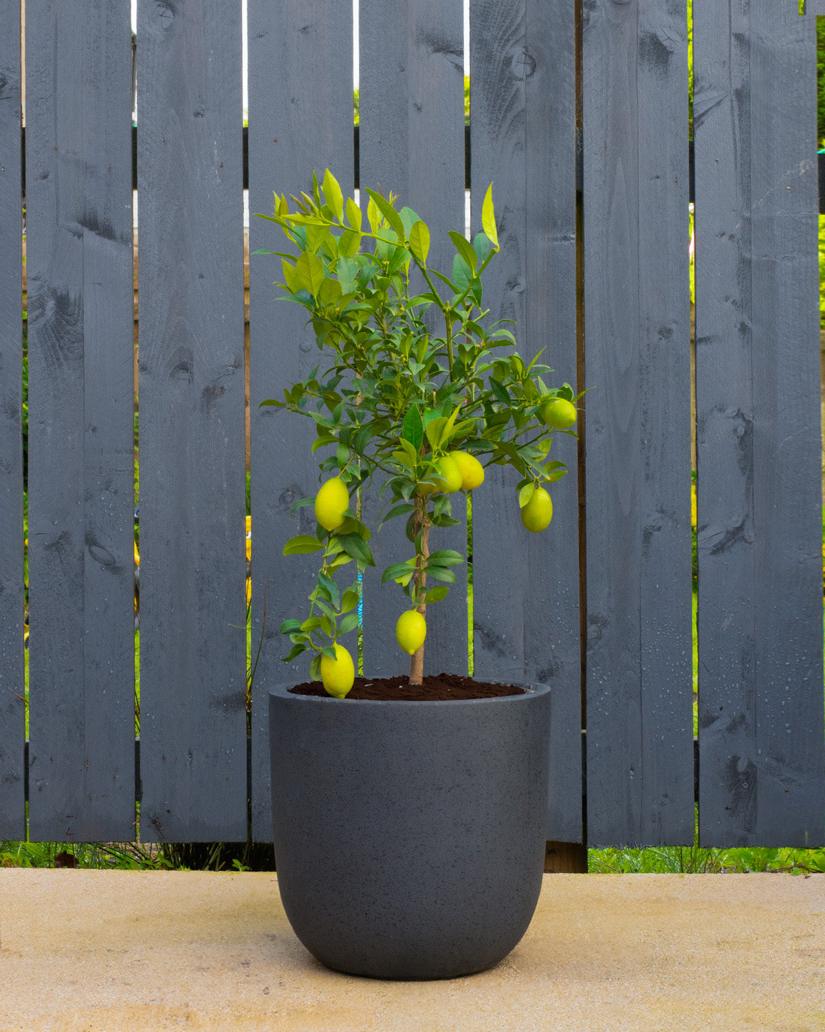 Limequat Patio Tree