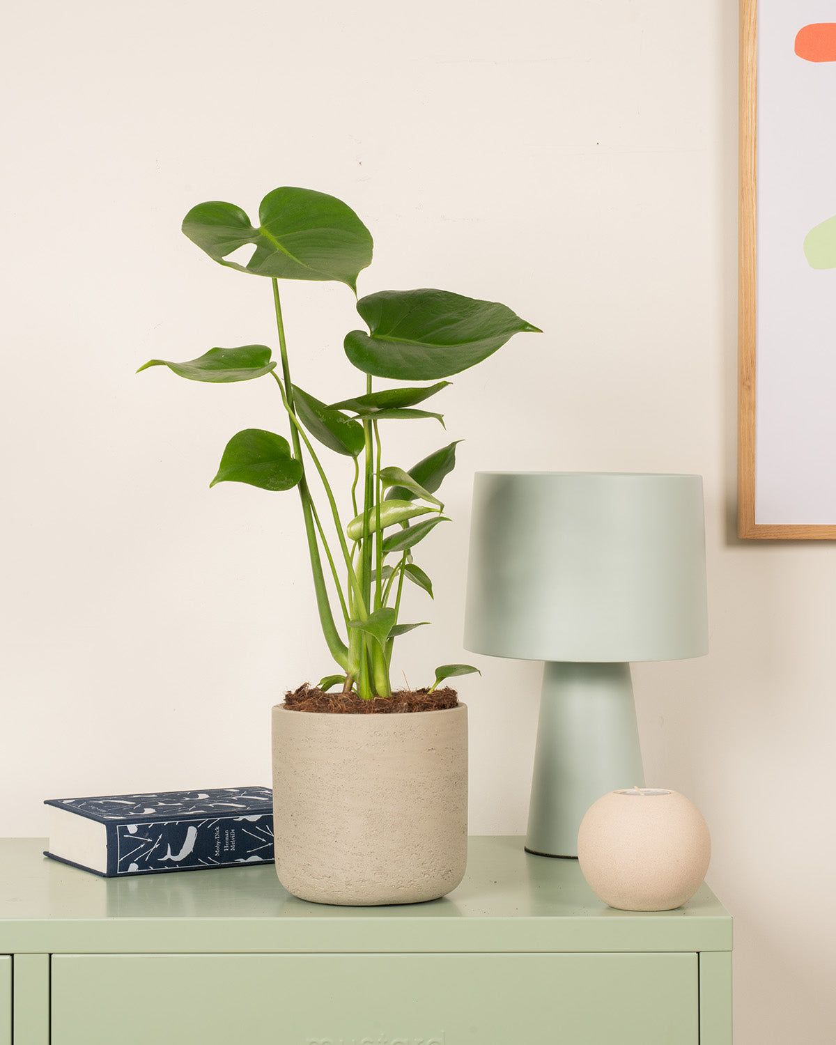 monstera deliciosa swiss cheese plant nursery pot 19cm Swiss Cheese Plant | Monstera Deliciosa