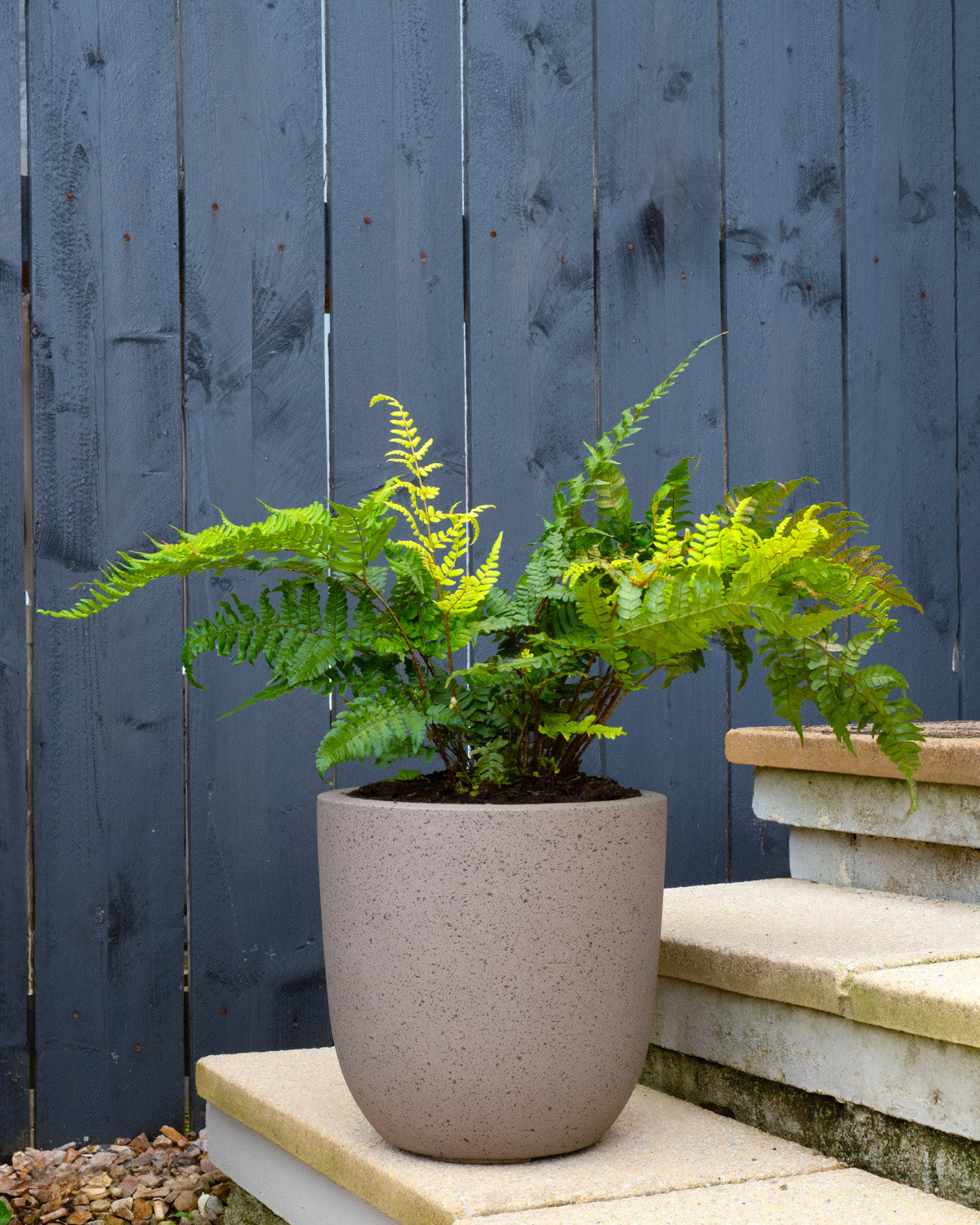 Korean Rock Fern