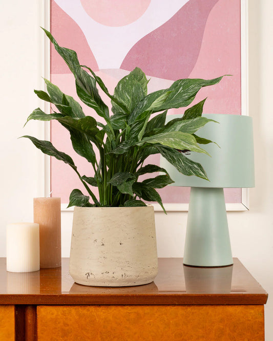 Diamond Peace Lily