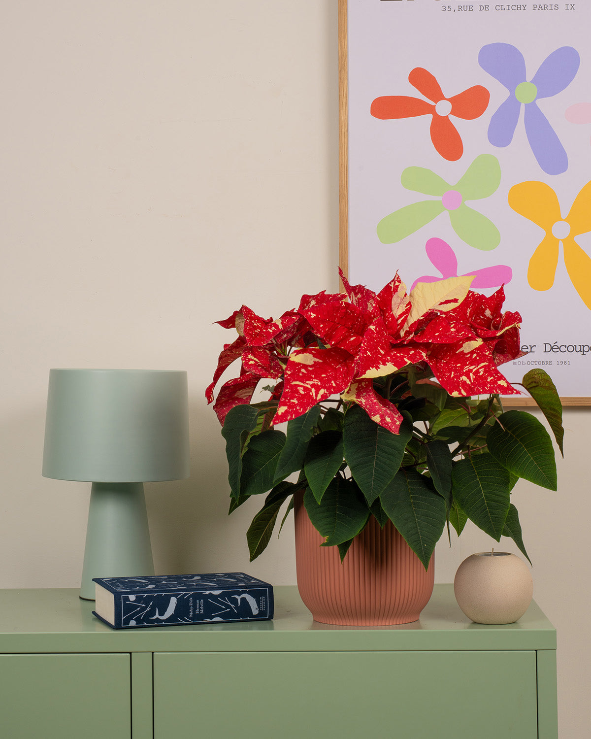 poinsettia indoor plant Glitter Poinsettia | Indoor Plant
