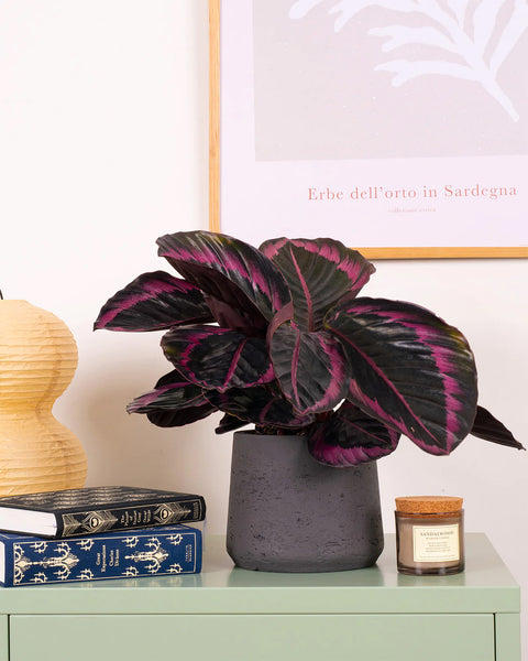 Rose Painted Prayer Plant | Calathea Surprise Star