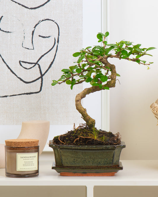 Chinese Elm Bonsai
