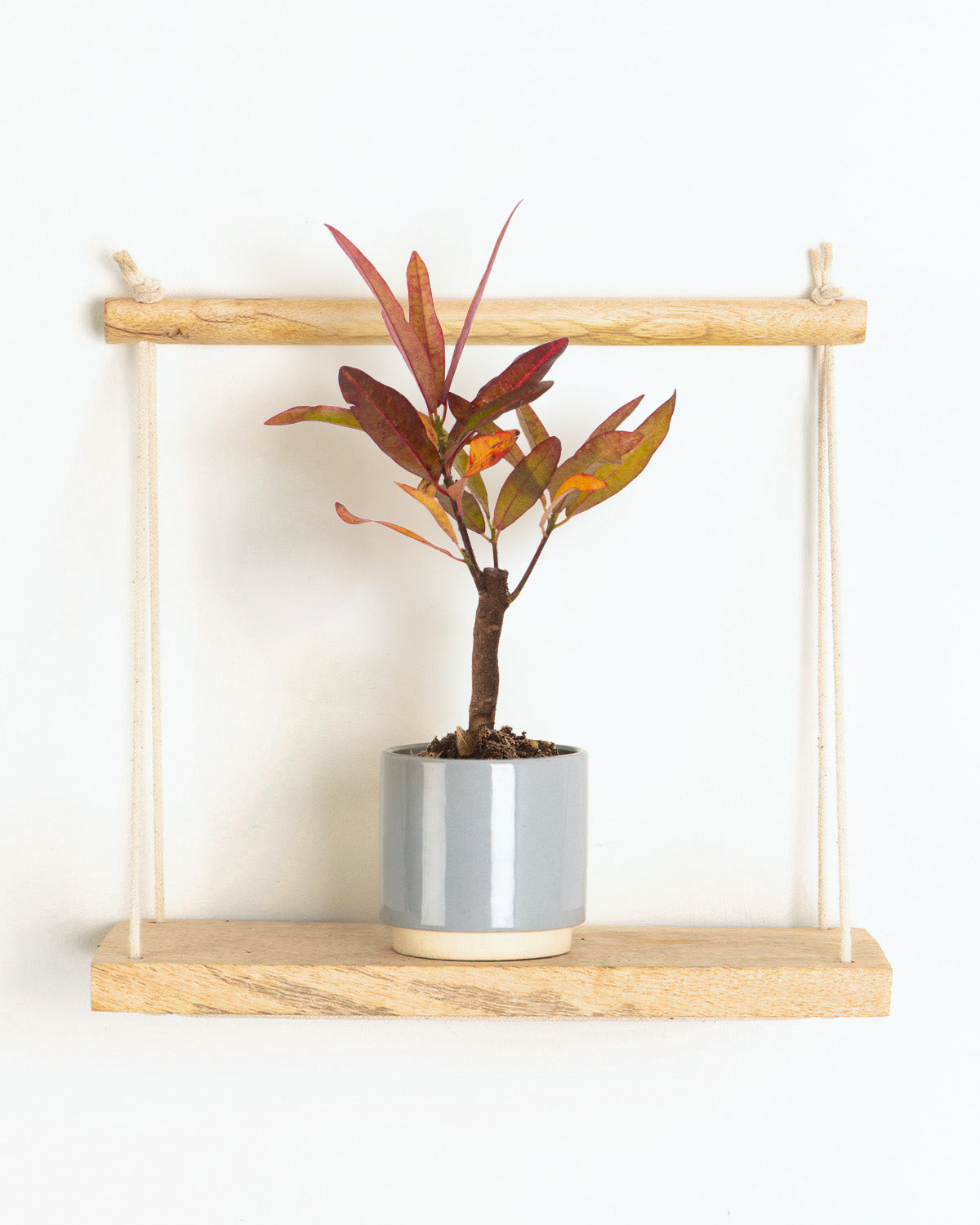 Lil Croton
