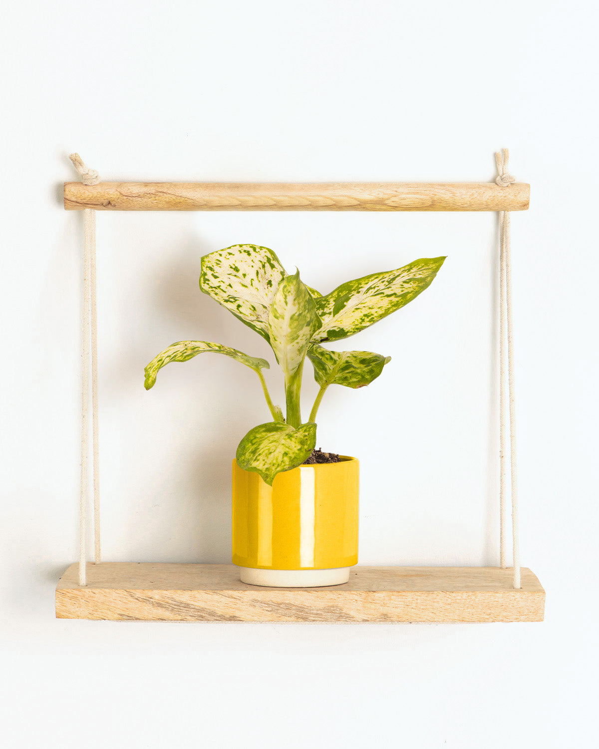 dieffenbachia hanging plant Lil' Dumb Cane Plant | Dieffenbachia Maculata Amy