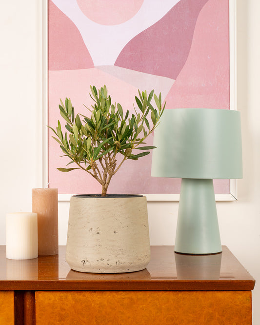 Olive Tree